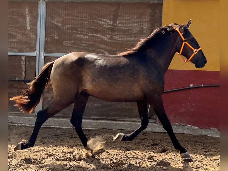 Andalusian Stallion 2 years 15,2 hh Brown in EL PALMAR