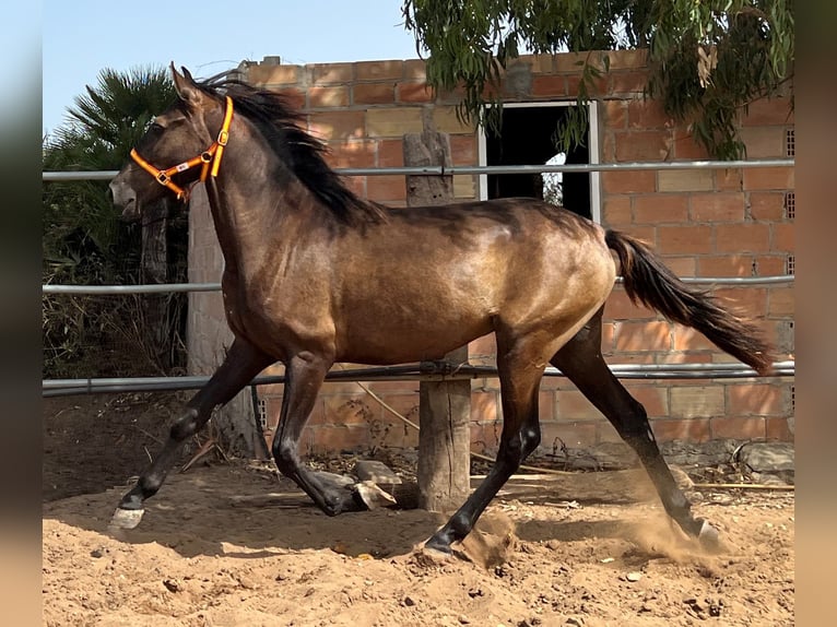 Andalusian Stallion 2 years 15,2 hh Brown in EL PALMAR