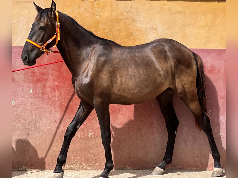 Andalusian Stallion 2 years 15,2 hh Brown in EL PALMAR