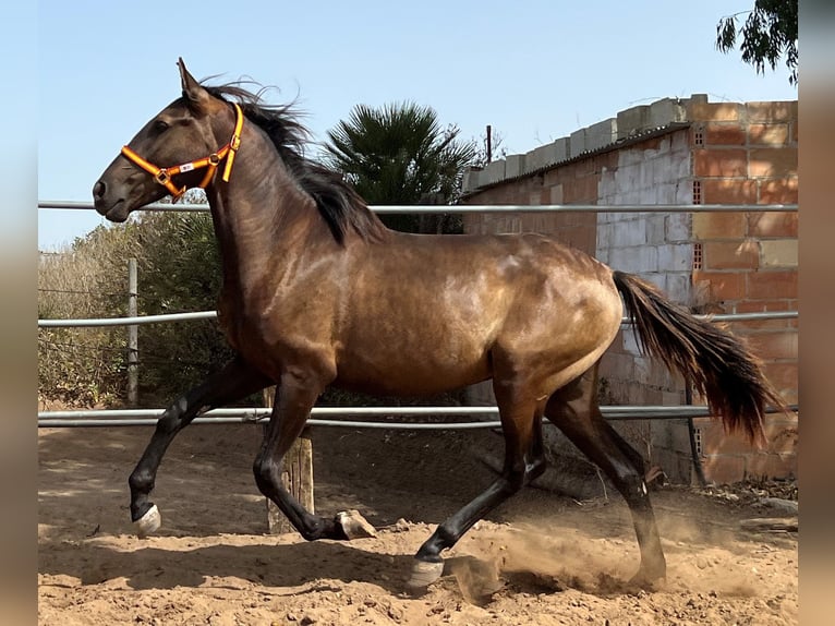 Andalusian Stallion 2 years 15,2 hh Brown in EL PALMAR