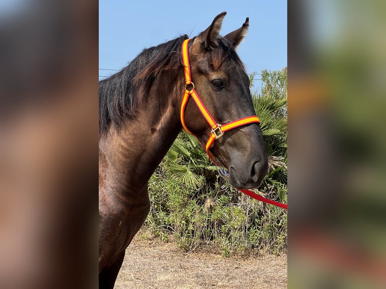 Andalusian Stallion 2 years 15,2 hh Brown in EL PALMAR