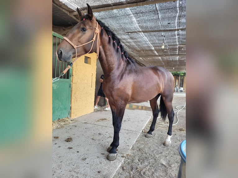 Andalusian Stallion 2 years 15.2 hh Brown in El Ejido
