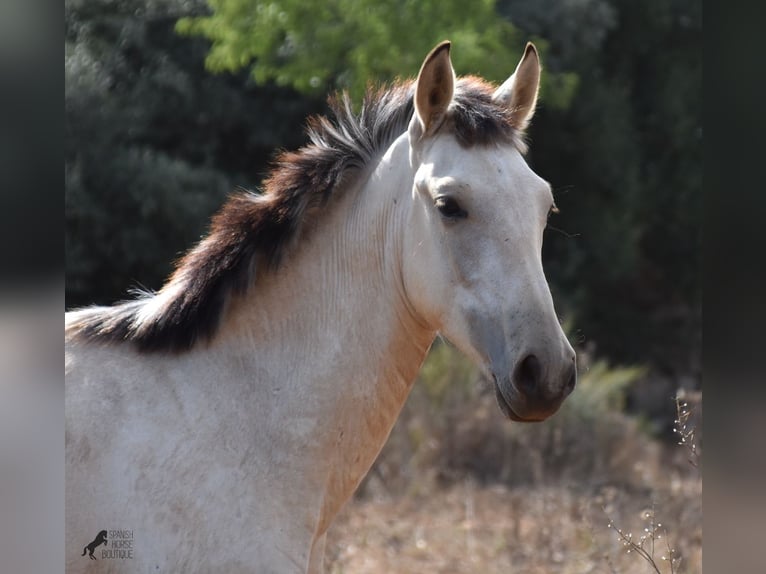 Andalusian Stallion 2 years 15,2 hh Dun in Mallorca