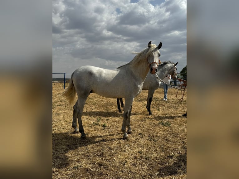 Andalusian Stallion 2 years 15,2 hh Gray in Badajoz