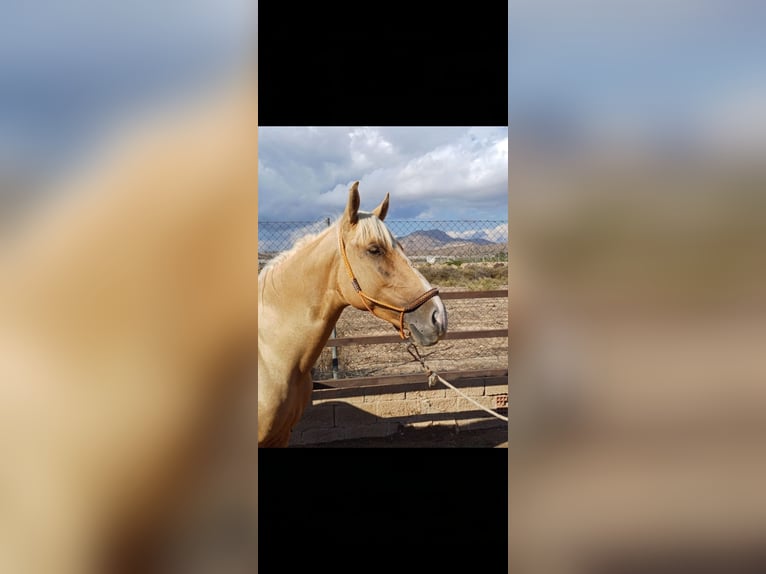 Andalusian Stallion 2 years 15,2 hh Palomino in Novelda