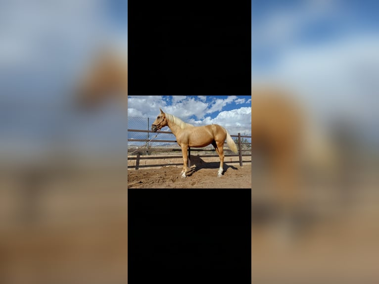 Andalusian Stallion 2 years 15,2 hh Palomino in Novelda