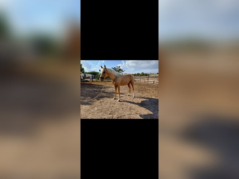 Andalusian Stallion 2 years 15,2 hh Palomino in Novelda