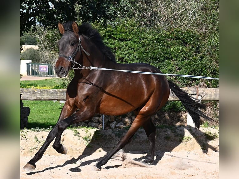 Andalusian Stallion 2 years 15.3 hh Brown in Menorca