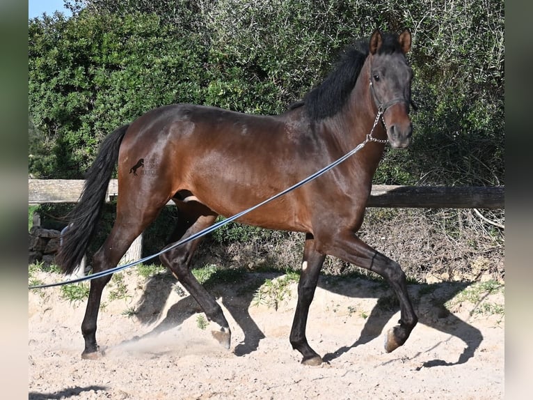 Andalusian Stallion 2 years 15.3 hh Brown in Menorca
