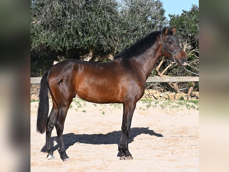 Andalusian Stallion 2 years 15.3 hh Brown in Menorca
