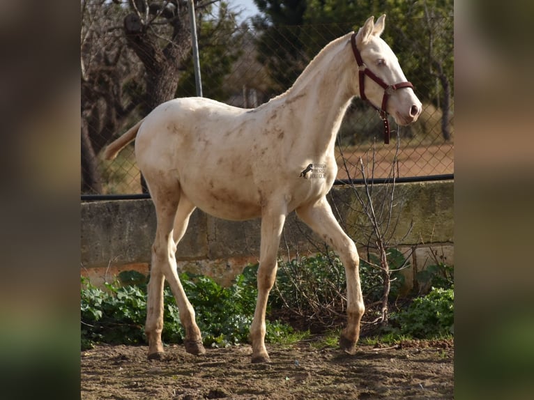 Andalusian Stallion 2 years 15,3 hh Perlino in Mallorca