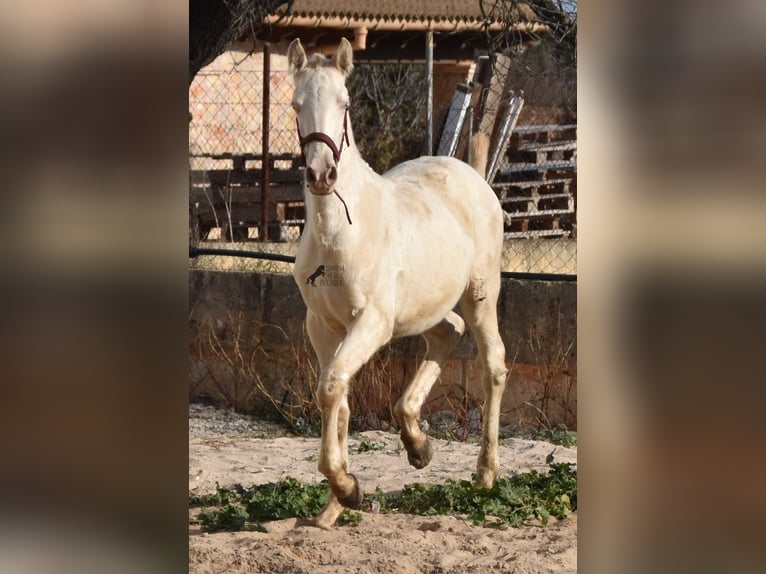 Andalusian Stallion 2 years 15,3 hh Perlino in Mallorca