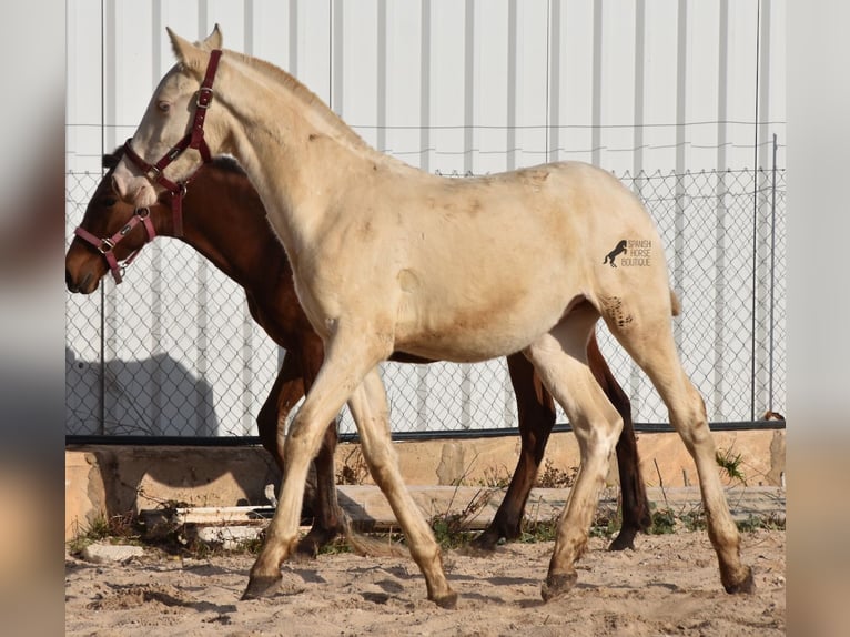 Andalusian Stallion 2 years 15,3 hh Perlino in Mallorca