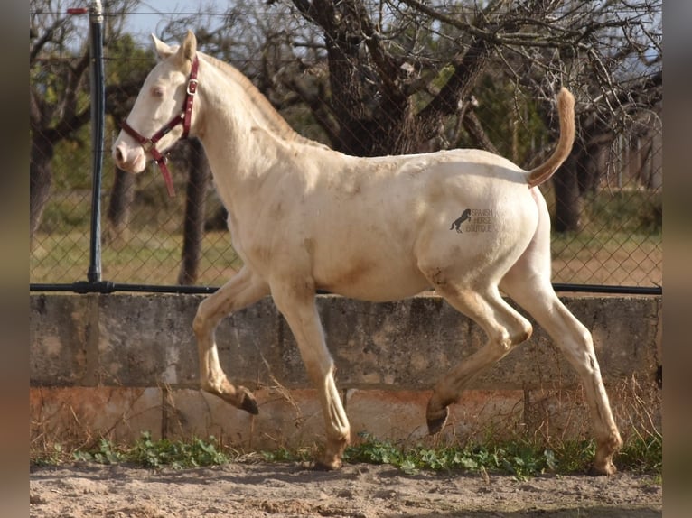 Andalusian Stallion 2 years 15,3 hh Perlino in Mallorca