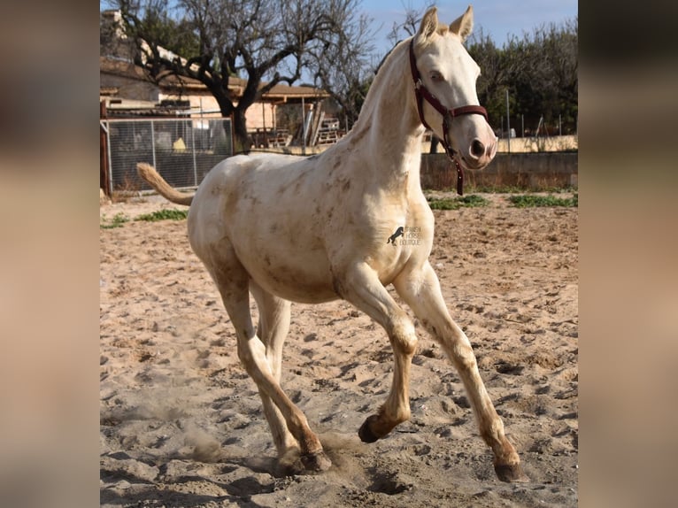 Andalusian Stallion 2 years 15,3 hh Perlino in Mallorca