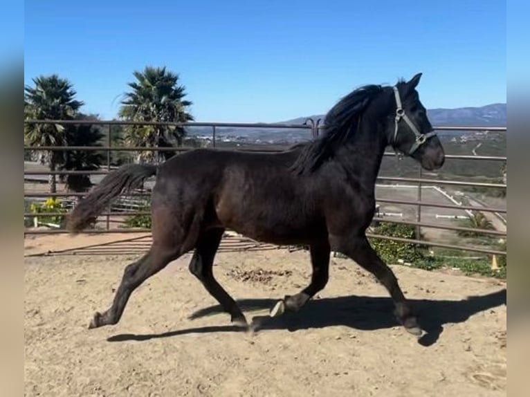 Andalusian Stallion 2 years 15 hh Black in Fallbrook, CA