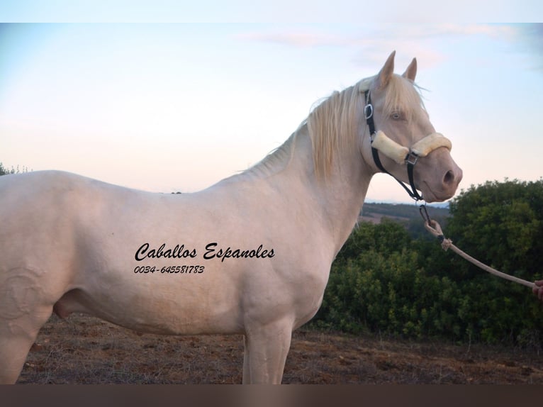 Andalusian Stallion 2 years 15 hh Cremello in Vejer de la Frontera