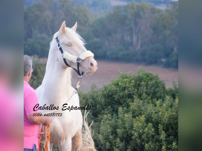 Andalusian Stallion 2 years 15 hh Cremello in Vejer de la Frontera