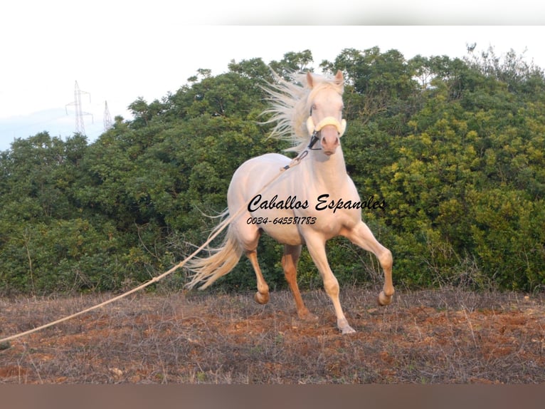 Andalusian Stallion 2 years 15 hh Cremello in Vejer de la Frontera