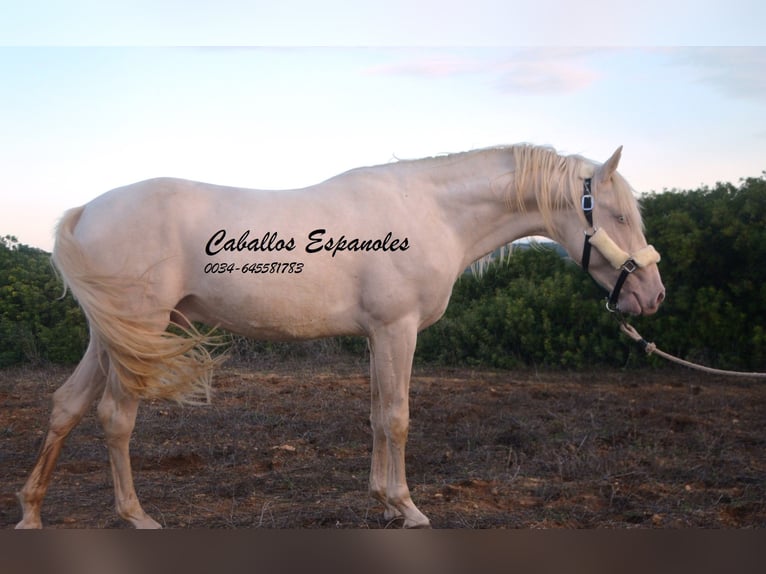 Andalusian Stallion 2 years 15 hh Cremello in Vejer de la Frontera