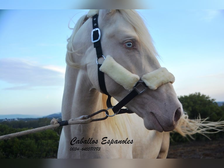 Andalusian Stallion 2 years 15 hh Cremello in Vejer de la Frontera