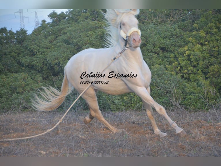 Andalusian Stallion 2 years 15 hh Cremello in Vejer de la Frontera