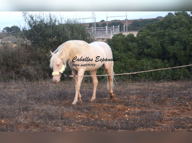 Andalusian Stallion 2 years 15 hh Cremello in Vejer de la Frontera