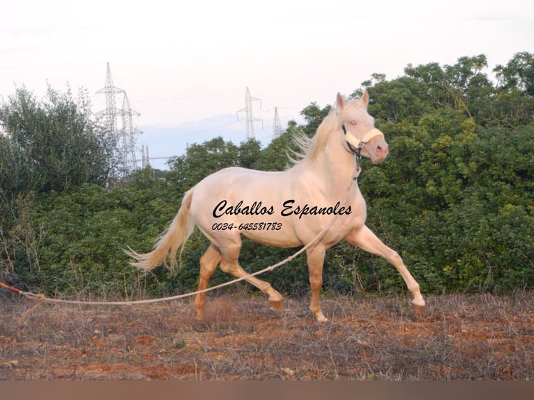 Andalusian Stallion 2 years 15 hh Cremello in Vejer de la Frontera