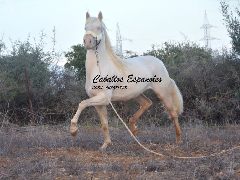 Andalusian Stallion 2 years 15 hh Cremello in Vejer de la Frontera