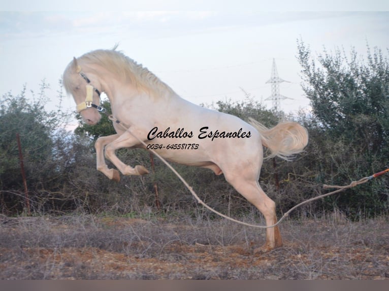 Andalusian Stallion 2 years 15 hh Cremello in Vejer de la Frontera