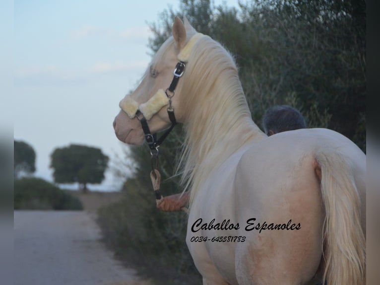 Andalusian Stallion 2 years 15 hh Cremello in Vejer de la Frontera