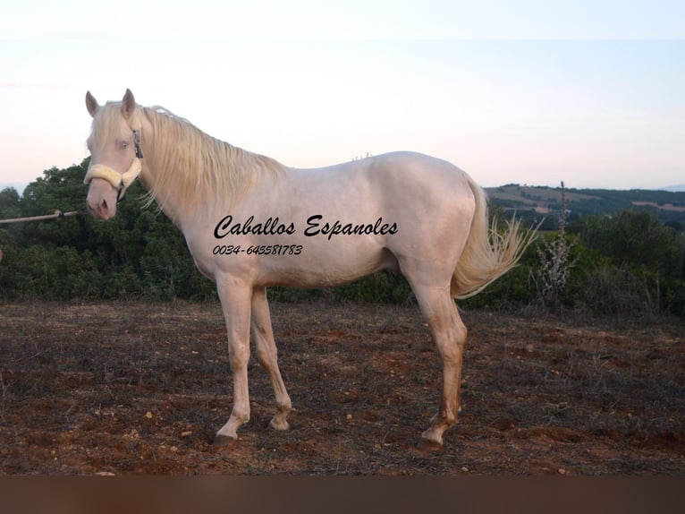 Andalusian Stallion 2 years 15 hh Cremello in Vejer de la Frontera