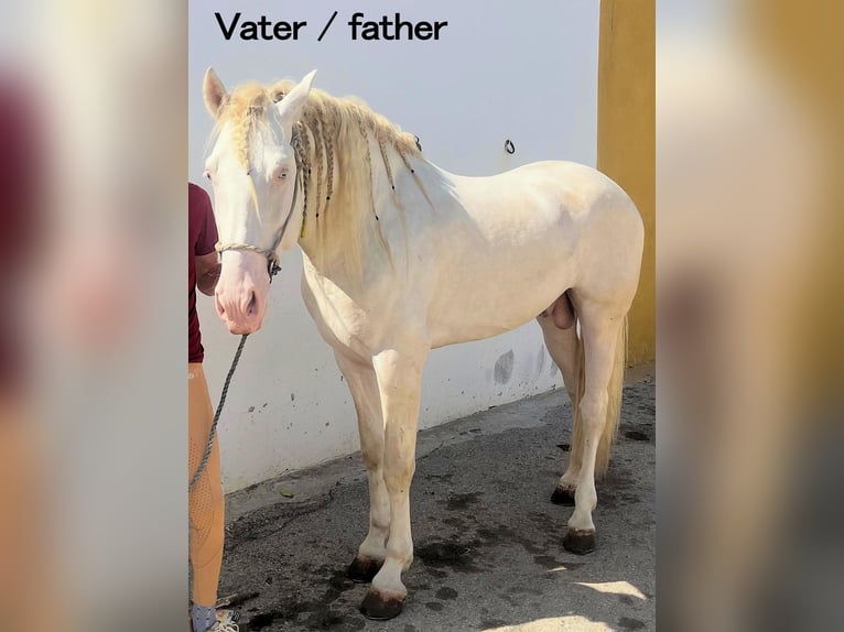 Andalusian Stallion 2 years 15 hh Dun in Jerez
