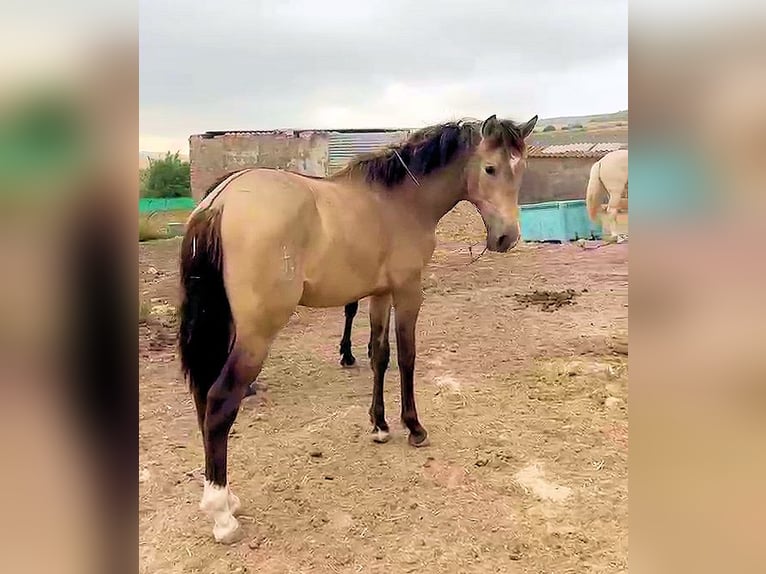 Andalusian Stallion 2 years 15 hh Dun in Jerez