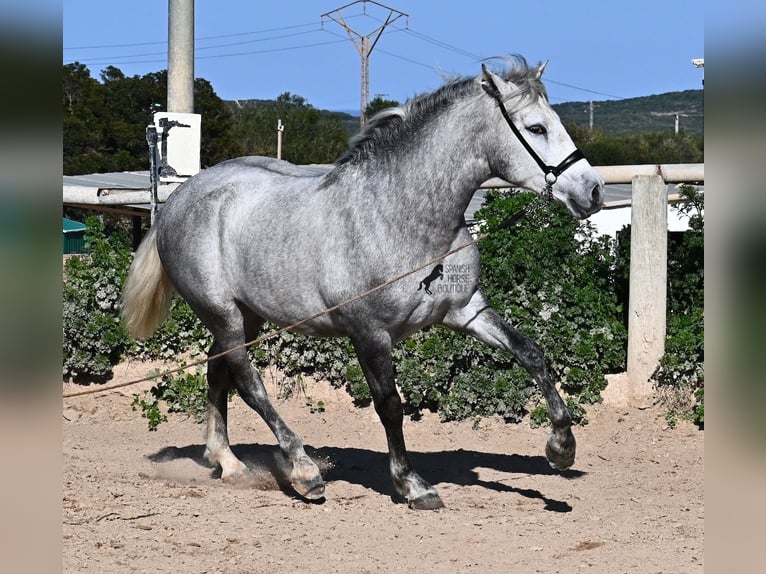 Andalusian Stallion 2 years 15 hh Gray in Menorca