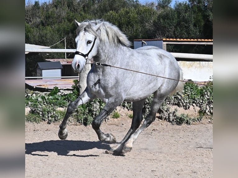 Andalusian Stallion 2 years 15 hh Grey in Menorca