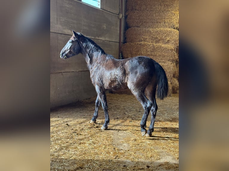 Andalusian Stallion 2 years 15,1 hh Black in Chiclana