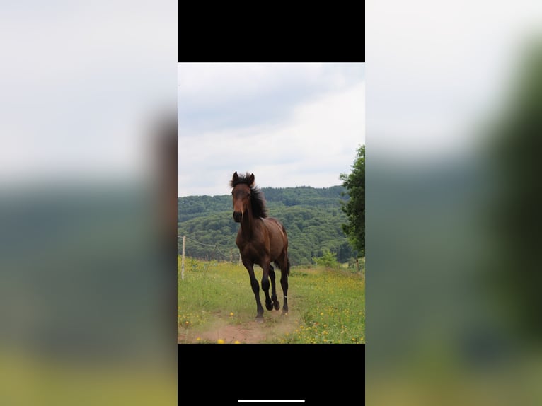 Andalusian Stallion 2 years 15,2 hh Brown in Gentingen