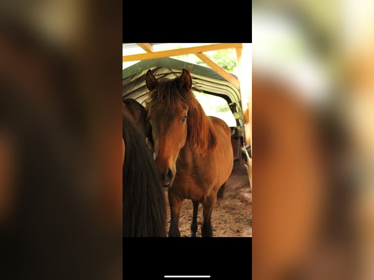 Andalusian Stallion 2 years 15,2 hh Brown in Gentingen