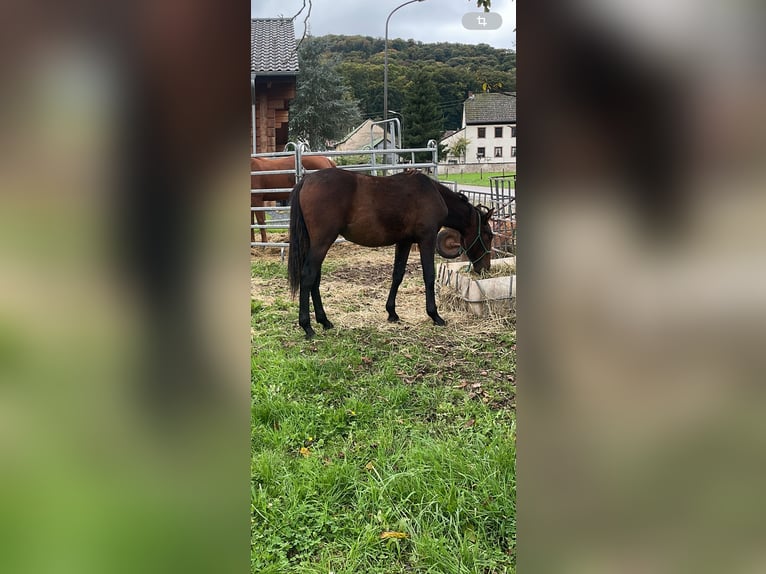 Andalusian Stallion 2 years 15,2 hh Brown in Gentingen