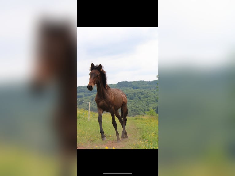 Andalusian Stallion 2 years 15,2 hh Brown in Gentingen