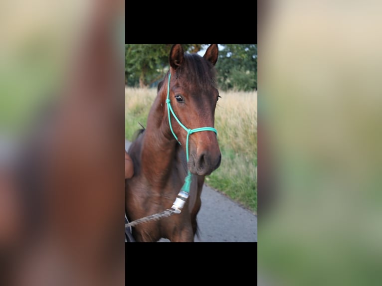 Andalusian Stallion 2 years 15,2 hh Brown in Gentingen
