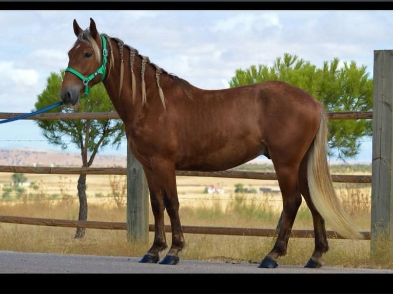 Andalusian Stallion 2 years 15,2 hh Chestnut in Engen