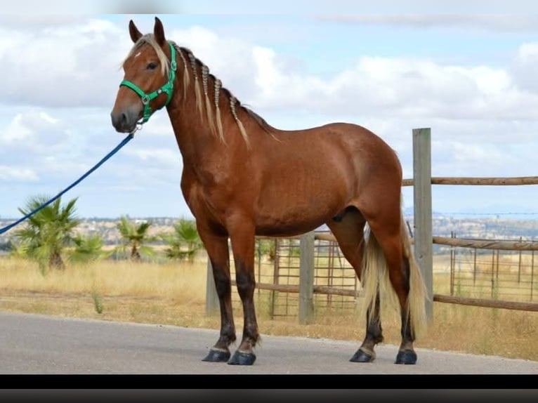 Andalusian Stallion 2 years 15,2 hh Chestnut in Engen