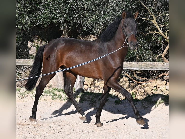 Andalusian Stallion 2 years 15,3 hh Brown in Menorca