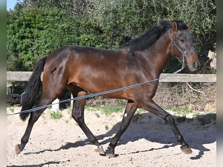 Andalusian Stallion 2 years 15,3 hh Brown in Menorca