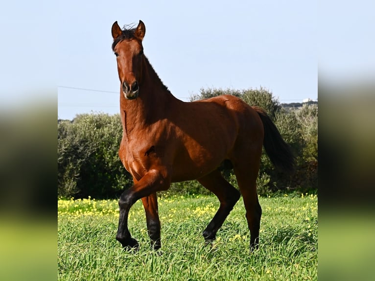Andalusian Stallion 2 years 16.1 hh Brown in Menorca