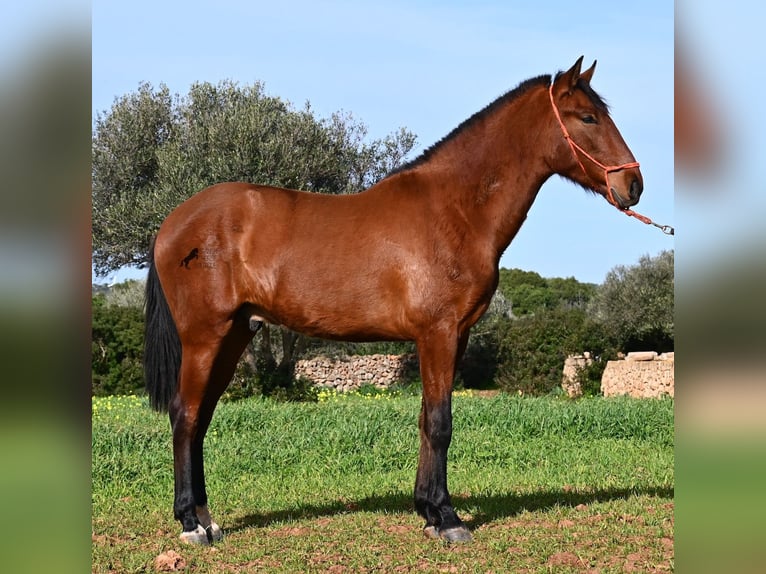 Andalusian Stallion 2 years 16.1 hh Brown in Menorca
