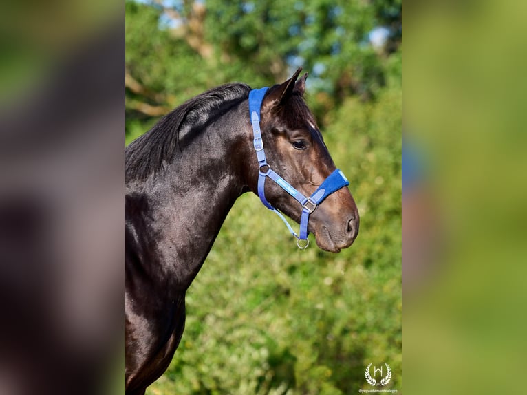 Andalusian Stallion 2 years 16.2 hh Bay-Dark in Navalperal De Pinares