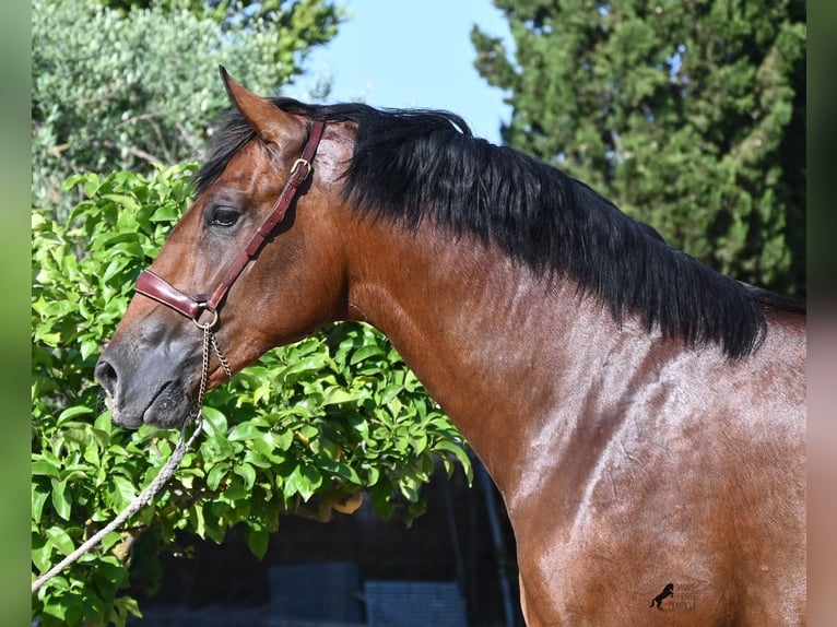 Andalusian Stallion 2 years 16.2 hh Brown in Mallorca